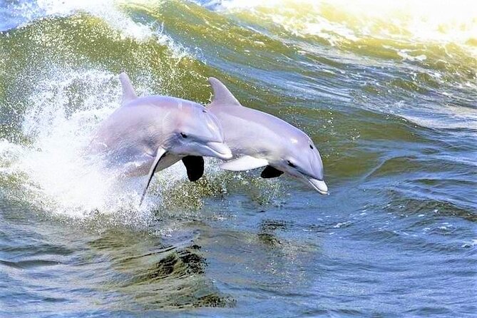 Hilton Head Island Ocean Dolphin Cruise - Key points at a glance
