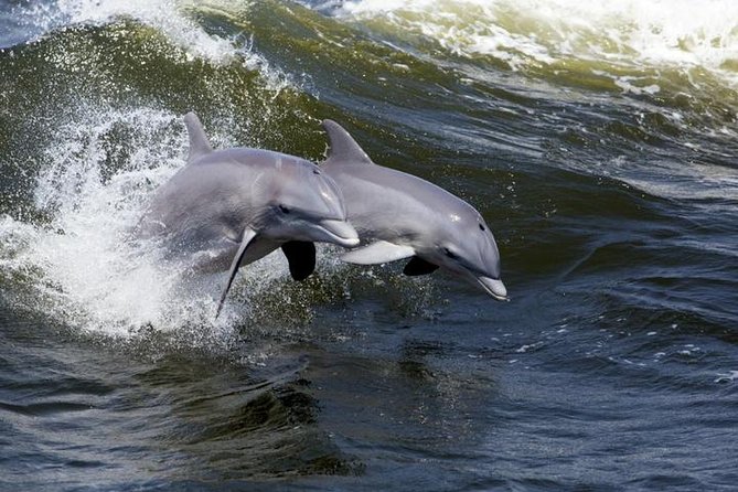 Hilton Head Island Ocean Dolphin Cruise - Calibogue Sound and the first dolphin search