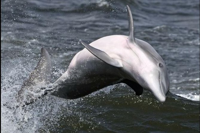 Hilton Head Island Ocean Dolphin Cruise - What the narration adds