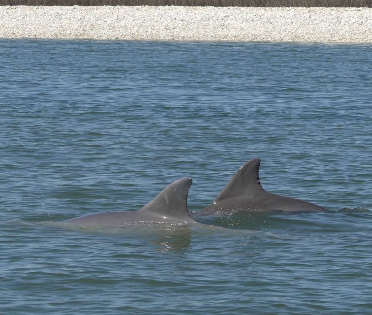 Hilton Head Island: Private Dolphin and Nature Tour - Key points to know before booking