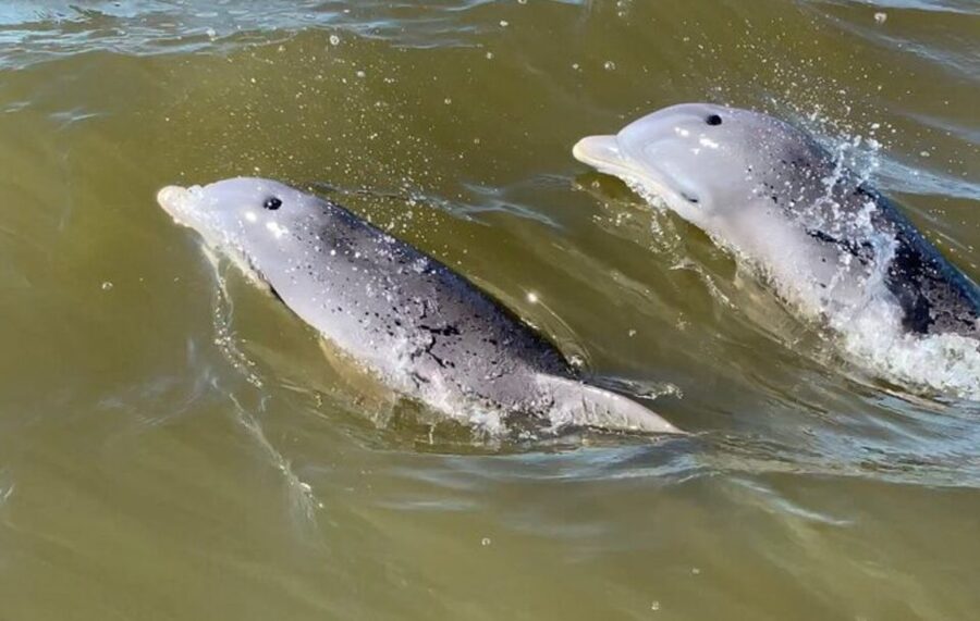 Hilton Head Island: Private Dolphin and Nature Tour - Who should book this tour?