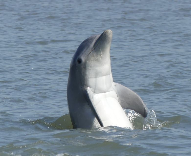 Hilton Head Island: Private Dolphin and Nature Tour - Calibogue Sound and the search for dolphins