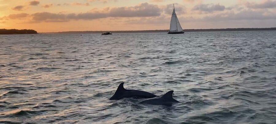 Hilton Head Island: Private Dolphin and Nature Tour - Passing Daufuskie Island and Harbour Town
