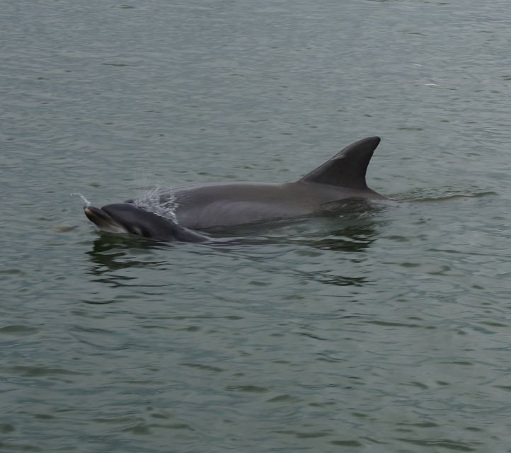 Hilton Head Island: Private Dolphin and Nature Tour - The wildlife beyond dolphins