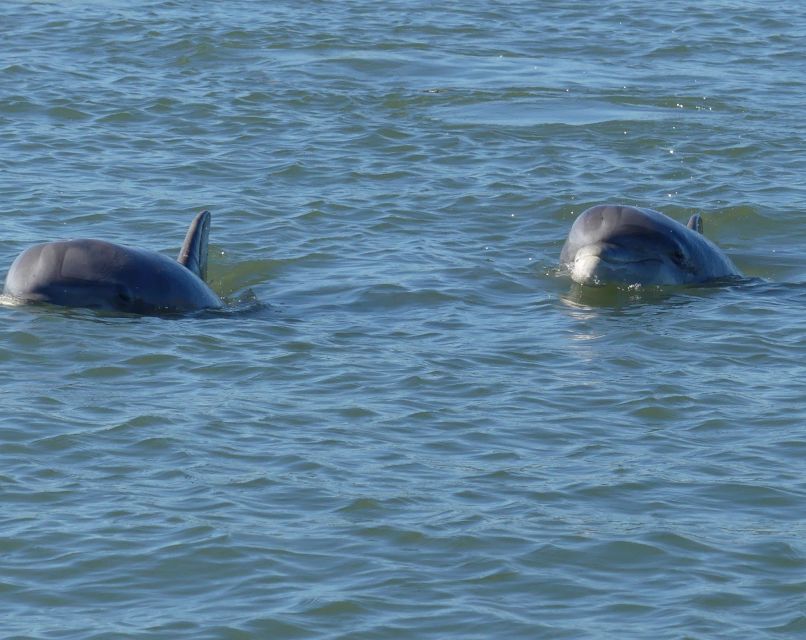 Hilton Head Island: Private Dolphin and Nature Tour - Captain Mark’s guiding style