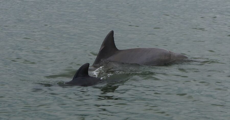 Hilton Head Island: Private Dolphin and Nature Tour - Is $279 good value for six people?