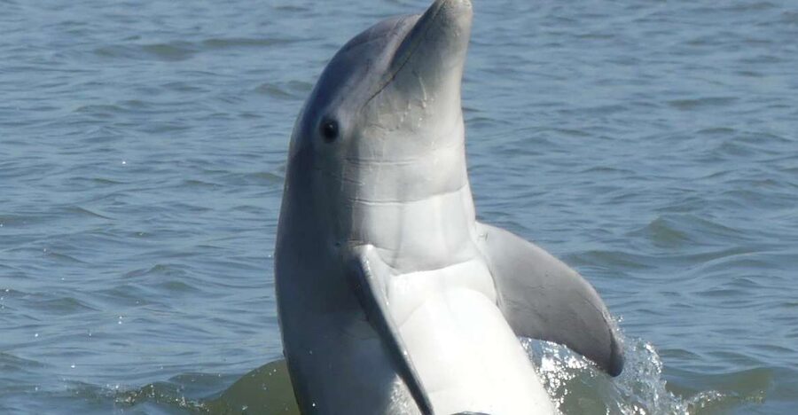 Hilton Head Island: Private Dolphin and Nature Tour - Leaving 68 Helmsman Way for the Lowcountry