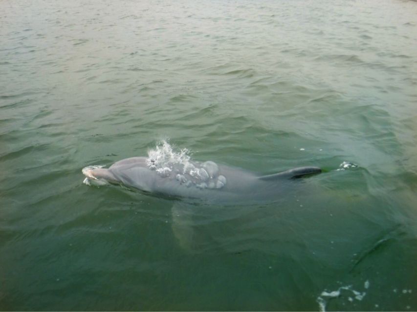 Hilton Head Island: Private Dolphin Watching Boat Tour - Setting out from Palmetto Bay Marina