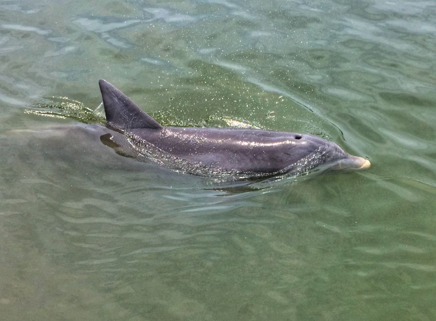 Hilton Head Island: Private Dolphin Watching Boat Tour - Harbour Town Lighthouse and island landmarks