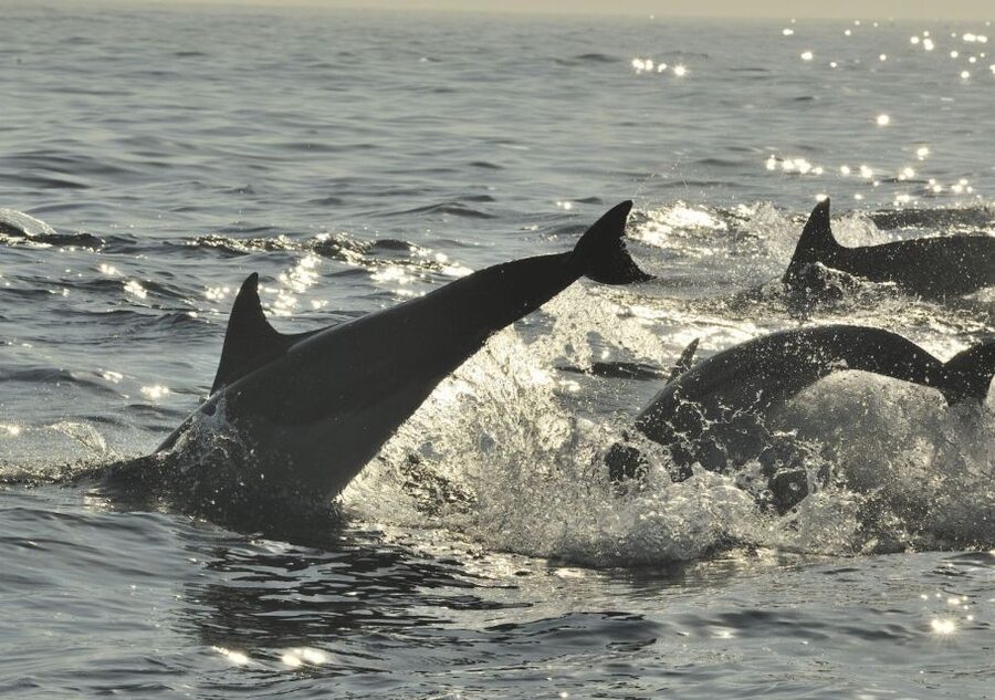 Hilton Head Island: Sunset Dolphin Cruise - Food, drinks, and comfort on the Vagabond