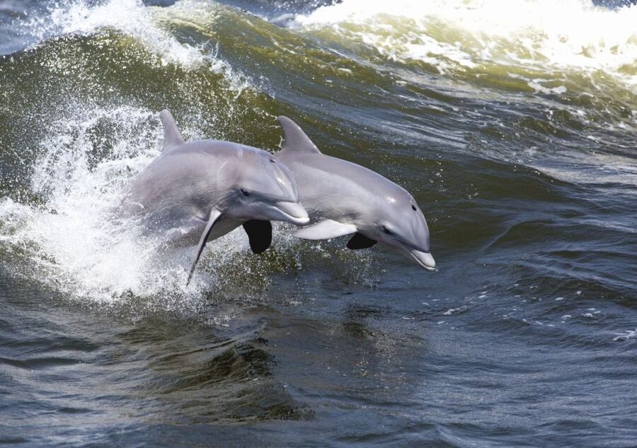 Hilton Head Island: Sunset Dolphin Cruise - Who should book this sunset cruise