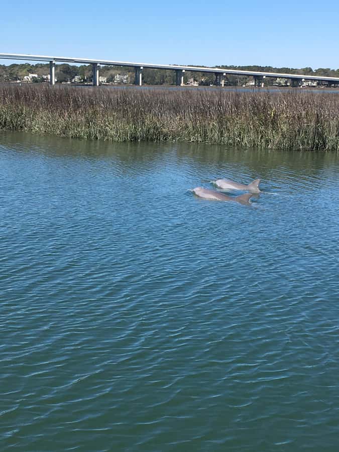 Hilton Head Island: Sunset Dolphin Watching Cruise - What the 90 minutes feels like on the water