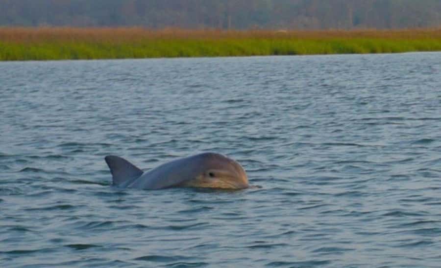Hilton Head Island: Sunset Dolphin Watching Tour - Broad Creek shows you Hilton Head’s quieter side