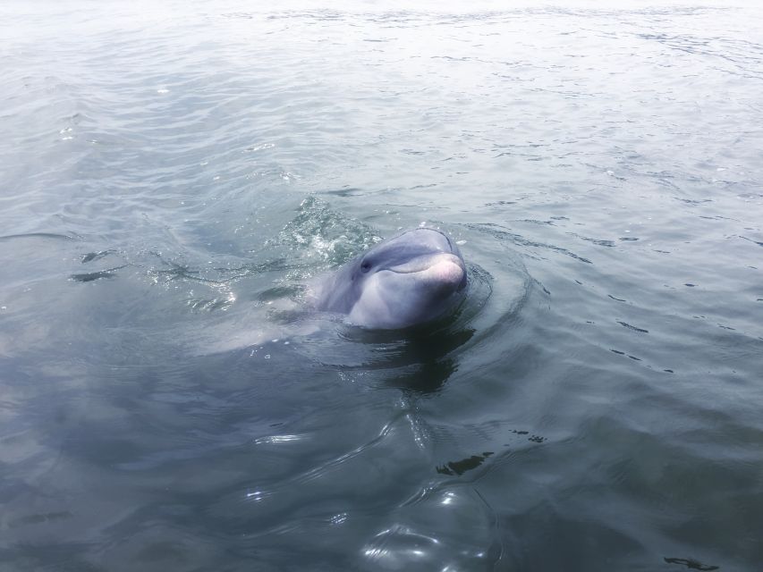 Hilton Head Island: Sunset Dolphin Watching Tour - Passing Harbour Town Lighthouse