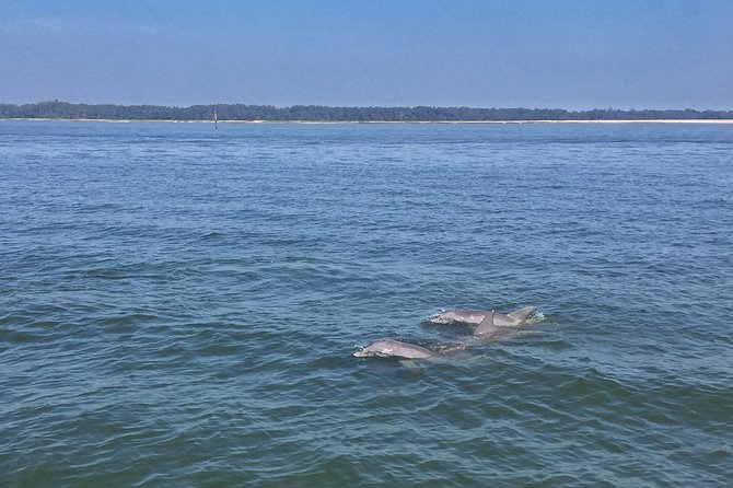 Hilton Head Morning Dolphins & Donuts Cruise - Birds, marshes, and the local ecosystem