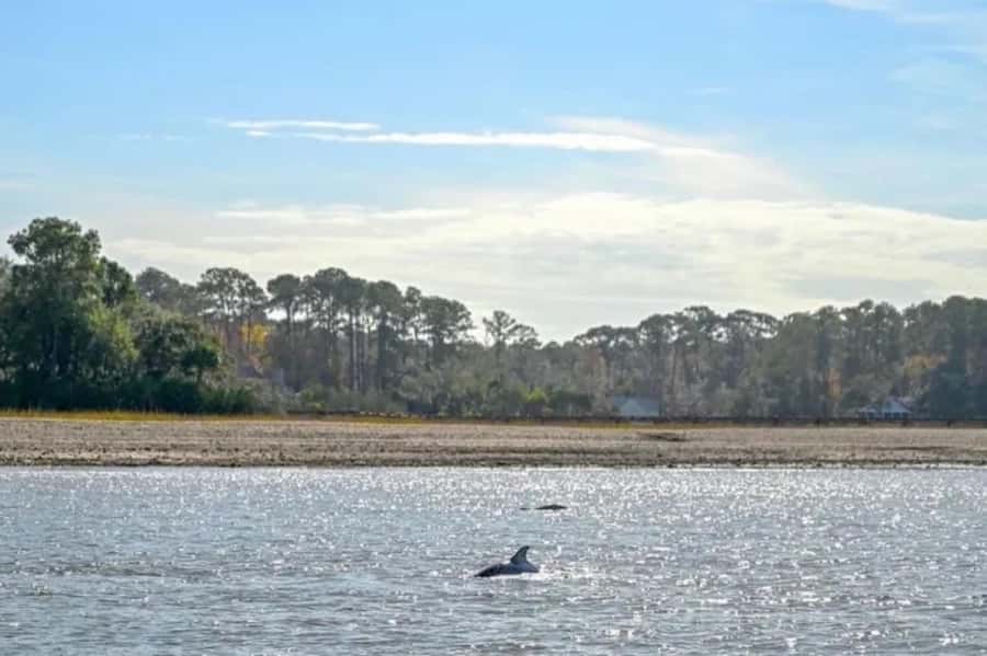 Hilton Head: Private Dolphins & Tubing Adventure - A private afternoon on Hilton Head’s salt marshes