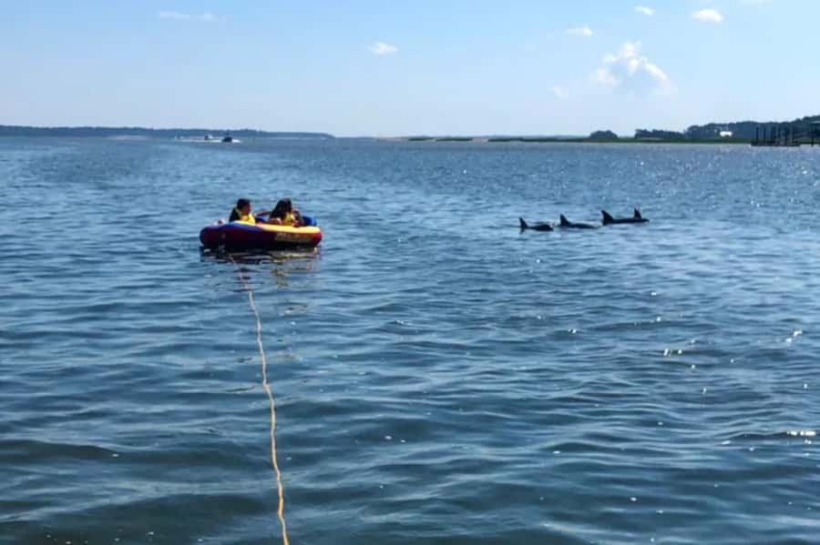 Hilton Head: Private Dolphins & Tubing Adventure - Watching for dolphins and coastal birds