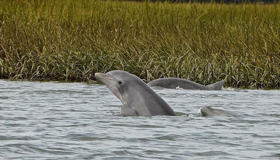 Hilton Head: Sunset Dolphin Cruise with Scenic Views - The first minutes on the salt marsh