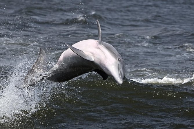 Hilton Head Sunset Dolphin Watching Cruise - The first minutes on the Vagabond