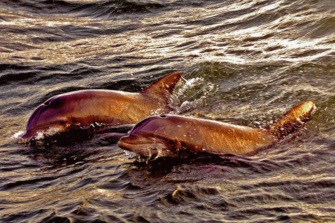 Hilton Head Sunset Dolphin Watching Cruise - Practical details that can shape the evening