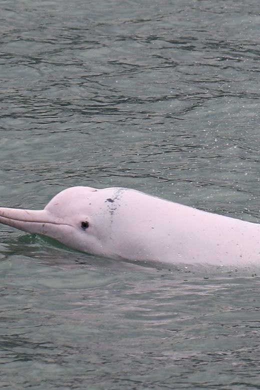 Hong Kong: Dolphin Cruise, Big Buddha & Lantau Island Tour - Key points before you book