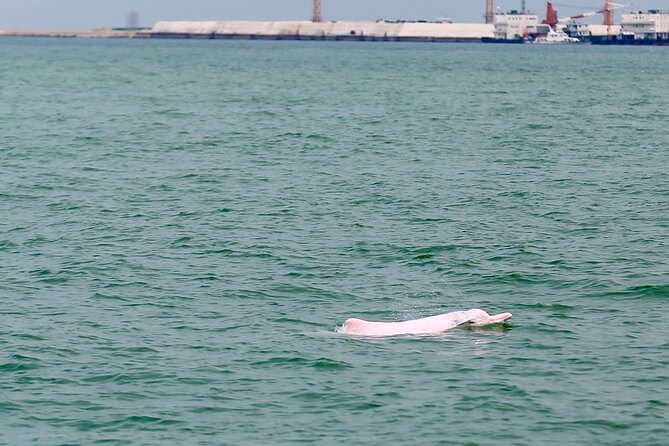 Hong Kong Dolphin Watch Tour - Why this is one of Hong Kong’s more unusual outings