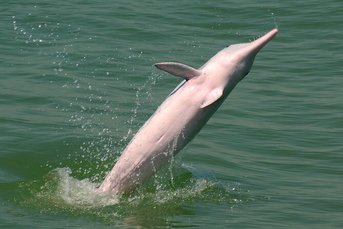 Hong Kong Dolphin Watch Tour - The honest answer about dolphin sightings