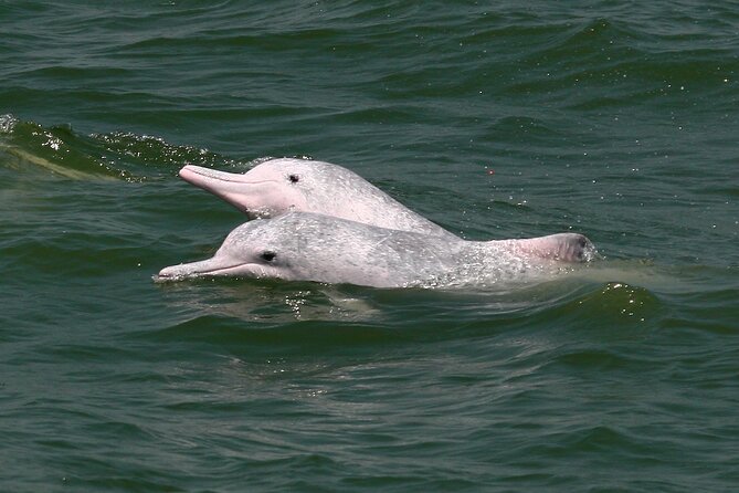Hong Kong Dolphin Watch Tour - Who will enjoy this trip most