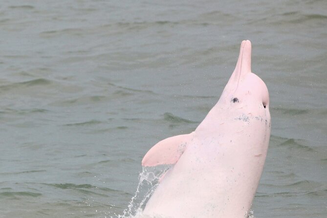 Hong Kong Dolphin Watch Tour - Meeting behind the Peninsula Hotel