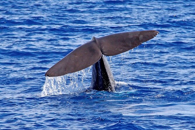 Hop-on Hop-off Bus Tour and Catamaran Whale & Dolphin Watching - Lido and the western waterfront