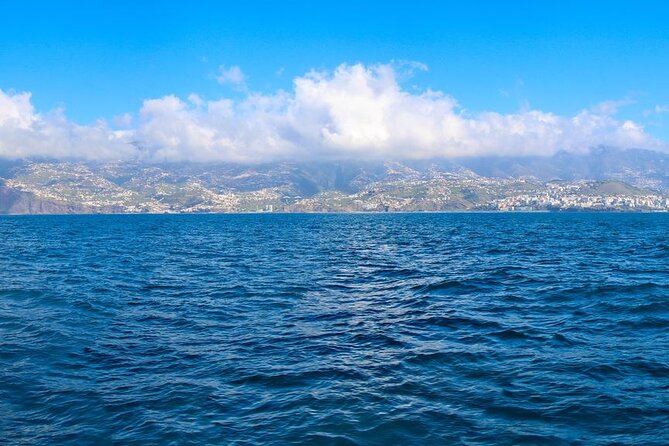 Hop-on Hop-off Bus Tour and Catamaran Whale & Dolphin Watching - Starting at Avenida do Mar and the Old Town