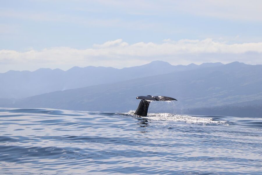 Horta: University Startup Whale and Dolphin RIB Boat Trip - Key points to know before you book