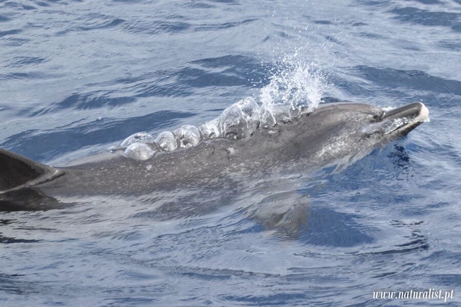 Horta: University Startup Whale and Dolphin RIB Boat Trip - How to make the most of the outing