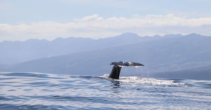 Horta: University Startup Whale and Dolphin RIB Boat Trip - A three-hour search in Faial’s whale-rich waters