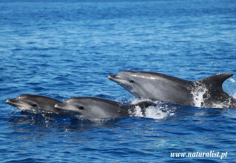 Horta: University Startup Whale and Dolphin RIB Boat Trip - The whales and dolphins you might find