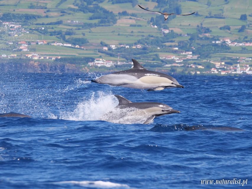 Horta: University Startup Whale and Dolphin RIB Boat Trip - Turtles, fish, sharks, and seabirds