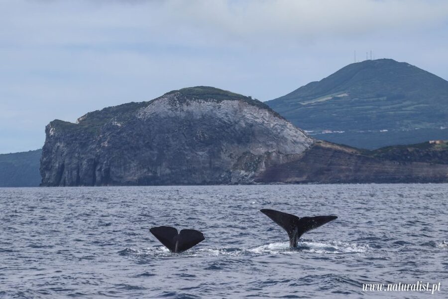 Horta: University Startup Whale and Dolphin RIB Boat Trip - The RIB ride, clothing, and comfort
