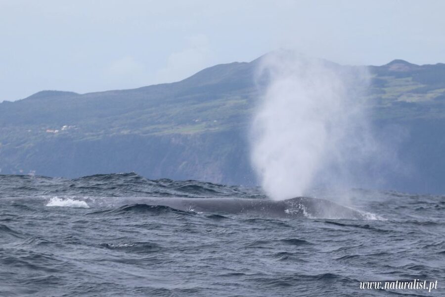 Horta: University Startup Whale and Dolphin RIB Boat Trip - Weather can change the plan