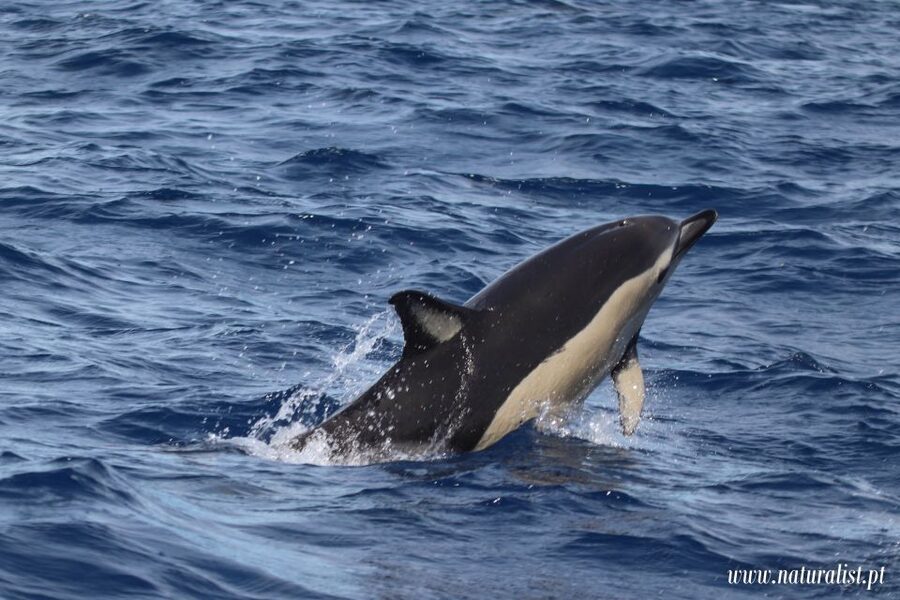 Horta: University Startup Whale and Dolphin RIB Boat Trip - Is $101 a fair price?