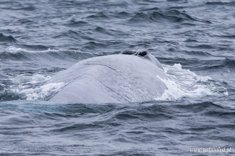 Horta: University Startup Whale and Dolphin RIB Boat Trip - Who will enjoy this most