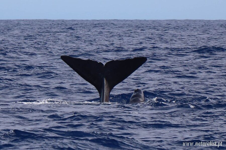 Horta: University Startup Whale and Dolphin RIB Boat Trip - Why the university connection matters