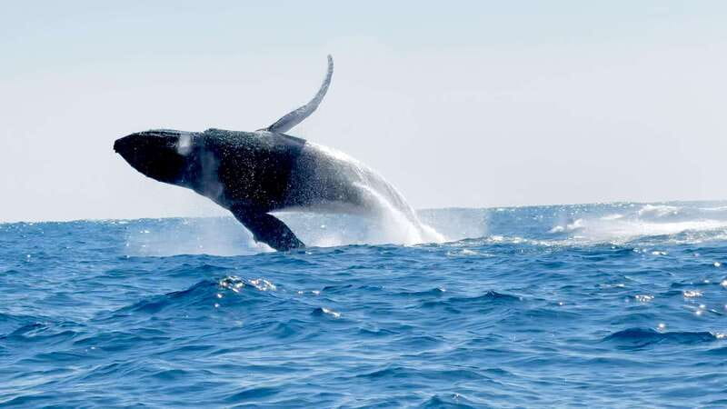 Huatulco: Awakening with Stars Dolphins Boat Cruise - Key points to know