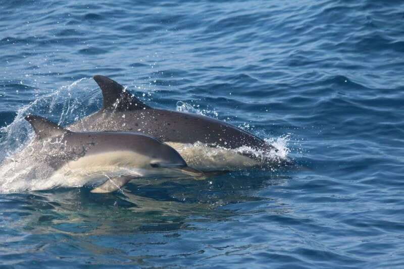 Huatulco: Awakening with Stars Dolphins Boat Cruise - What you may see on the water