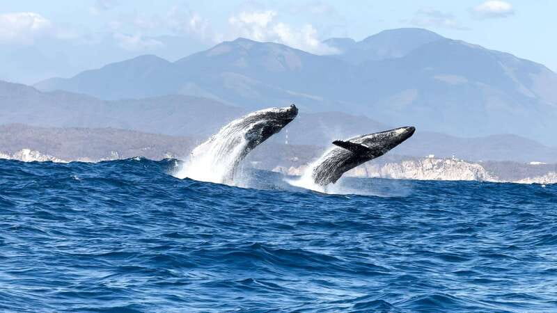 Huatulco: Awakening with Stars Dolphins Boat Cruise - Who should book this cruise