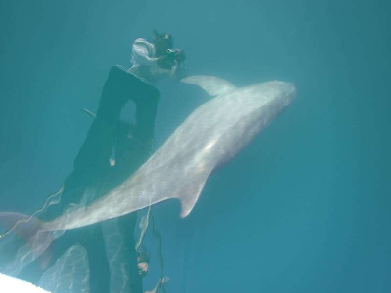 Huatulco: Awakening with Stars Dolphins Boat Cruise - Tips for getting the most from the morning