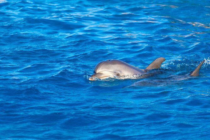 Hula Hula Island and Dolphin House with Snorkeling by Speedboat - Hula Hula Island adds beach time