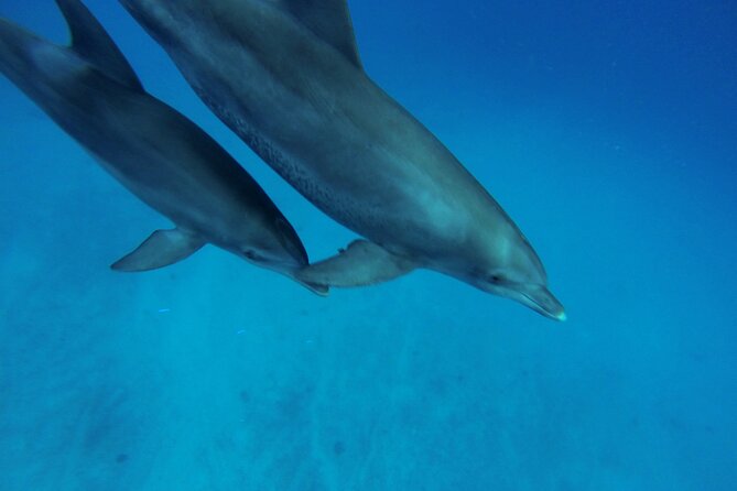 Hula Hula Island and Dolphin House with Snorkeling by Speedboat - What the positive feedback tells you