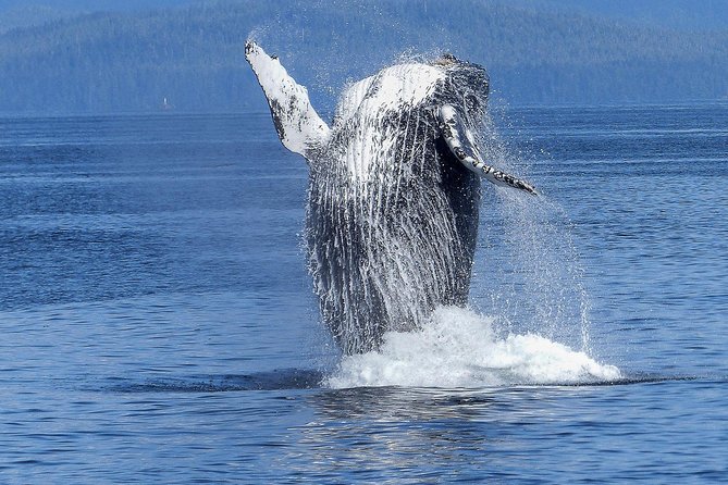 Humpback Whale and Dolphin Watch in Kona - Quick points before you book