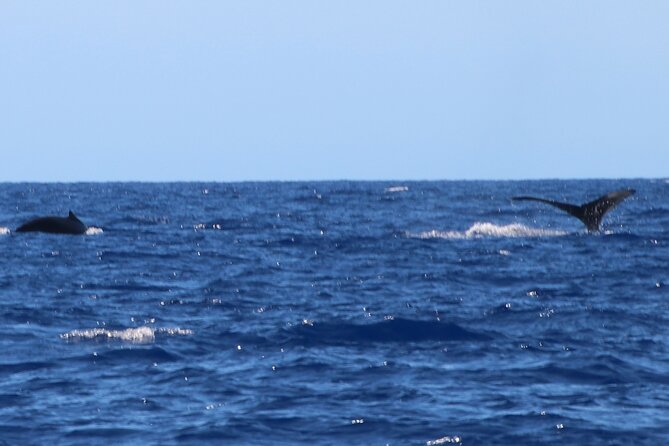 Humpback Whale and Dolphin Watch in Kona - What the Kona whale watch is really like