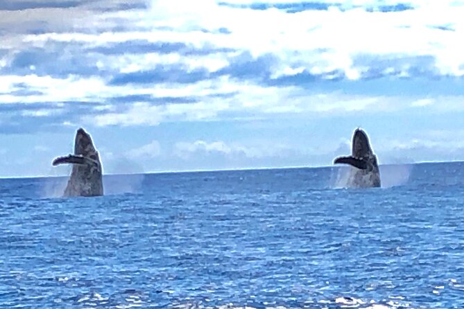 Humpback Whale and Dolphin Watch in Kona - Dolphins, turtles, and other possible sightings